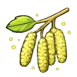 Pähkinäpensas siitepöly